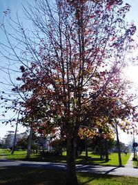 View of cherry blossom tree in park