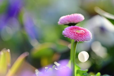 Close-up of pink flowering plant