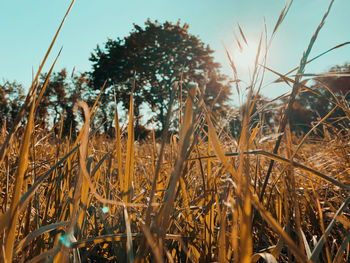 Close-up of stalks in field against sky