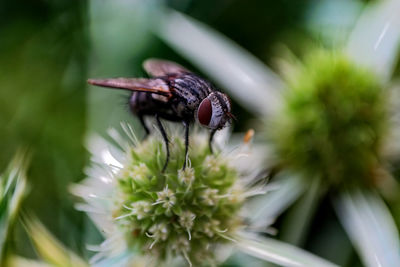 Close-up of insect on flower