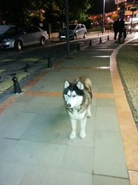 Dog on street