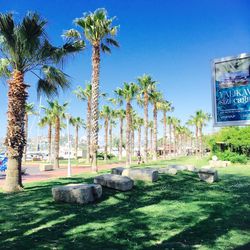 Scenic view of palm trees against clear blue sky