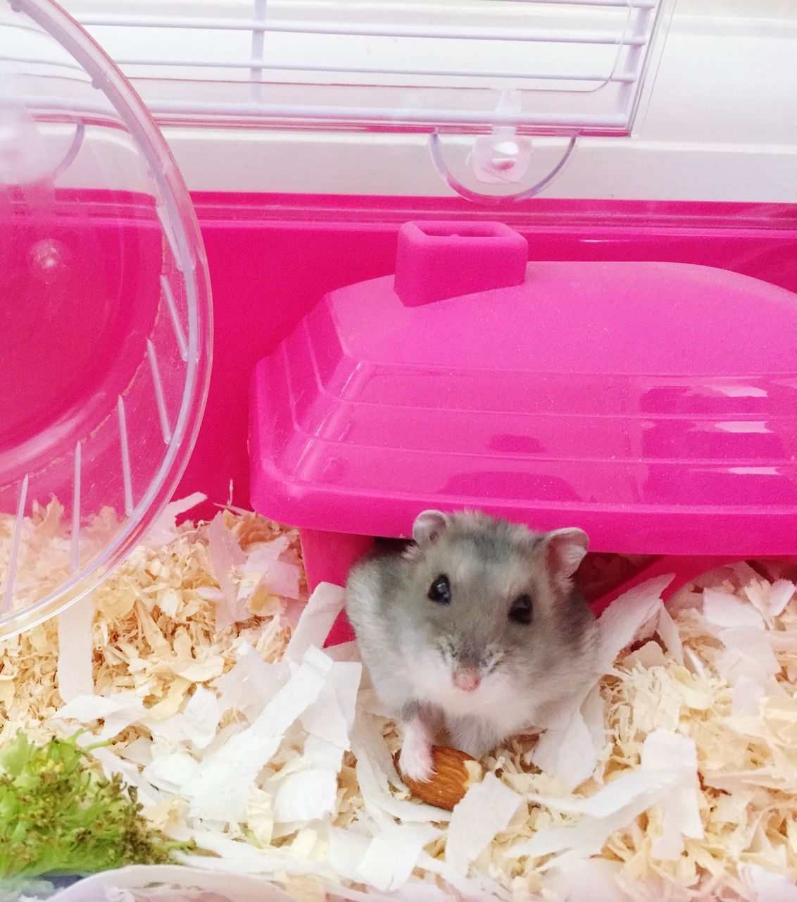 animal themes, domestic animals, pets, one animal, mammal, indoors, dog, looking at camera, portrait, car, transportation, glass - material, cute, close-up, land vehicle, no people, mode of transport, animal head, zoology, sitting