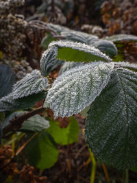 Close-up of frozen plant during winter