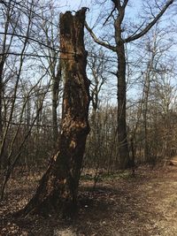 Low angle view of trees against sky