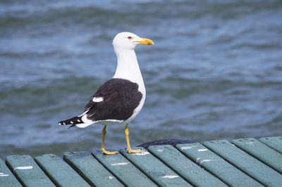 Close-up of bird perching on wood against lake