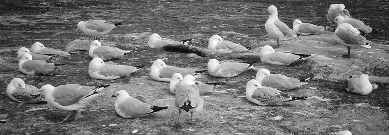 Flock of birds