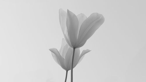 Close-up of white flowers