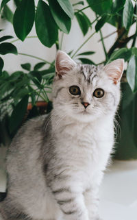 Portrait of cat by plants