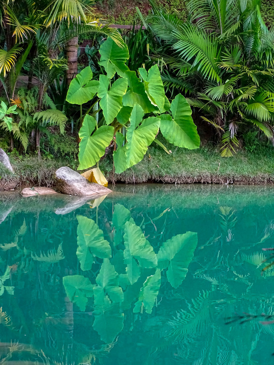 GREEN PLANTS IN LAKE