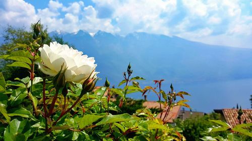Close-up of flowers against blue sky