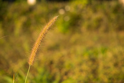 Close-up of stalks in field