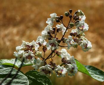 Close-up of insect on white flower