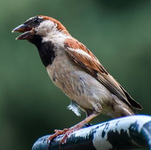 Sparrow perching 