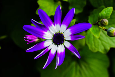 Close-up of purple flower
