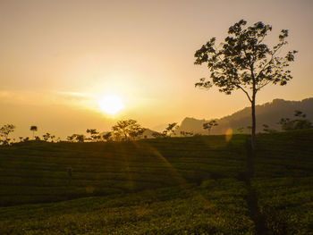 Scenic view of agricultural field against sky during sunset