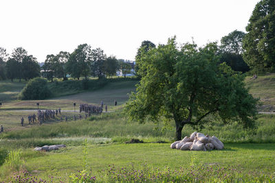 View of sheep on field