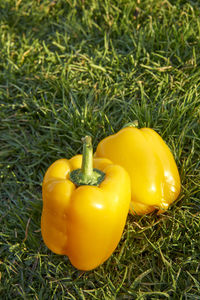 Yellow bell peppers on grassy field