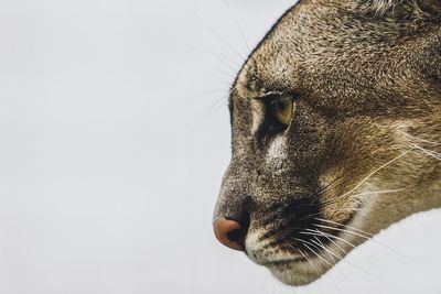 Close-up of a cat looking away