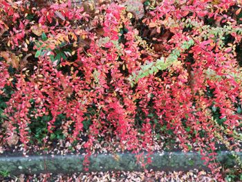 High angle view of pink flowering plants