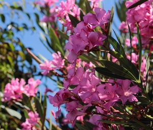 Close-up of pink flowers