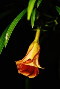 Close-up of flower over black background