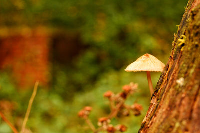 Close-up of mushroom growing on tree trunk