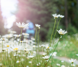 Close-up of flowers blooming outdoors