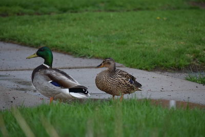 Ducks on grass