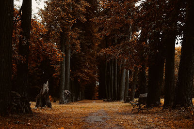 Trees in forest during autumn