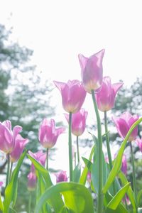 Close-up of pink flowers