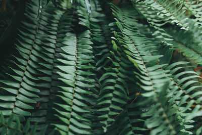 Green leaves pattern background. natural background and wallpaper.