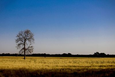 Scenic view of agricultural field against clear blue sky