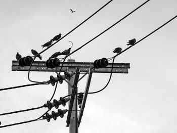 Low angle view of birds on cable against sky