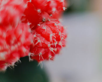 Close-up of red flower