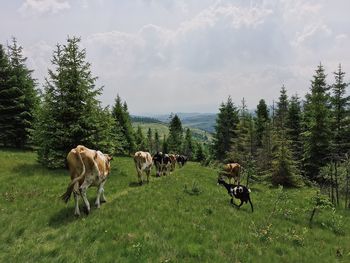 Cows on field against sky