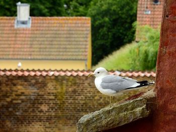 Seagull perching on wall against building