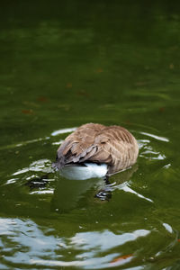 Duck swimming in lake