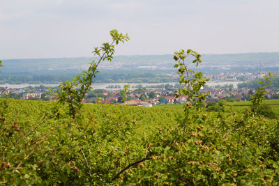 Scenic view of agricultural field against sky