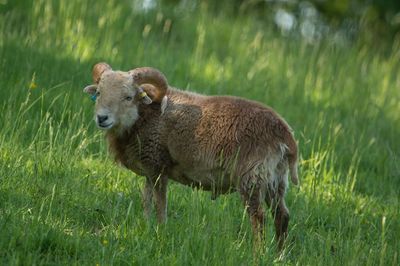 Portrait of sheep standing in field