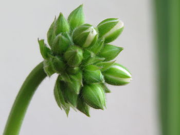 Close-up of green plant
