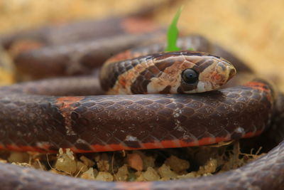 Close-up of lizard