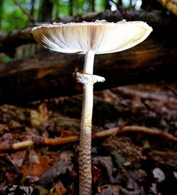 Close-up of mushroom in forest