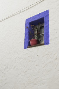 Flower plant on building
