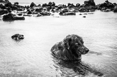 Dog on beach