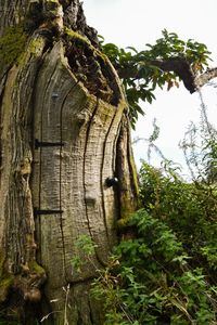 Low angle view of tree trunk against sky