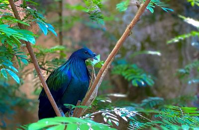 Bird perching on a tree