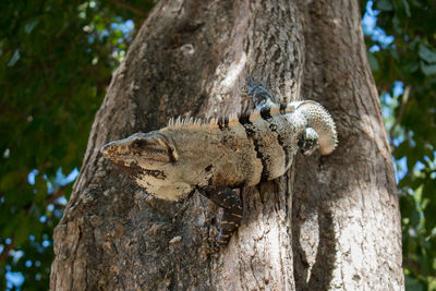 Close-up of squirrel on tree trunk