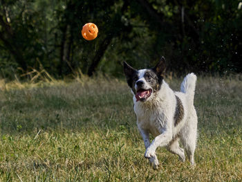 Dogs on grassy field