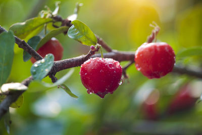 Fresh organic acerola cherry on the tree